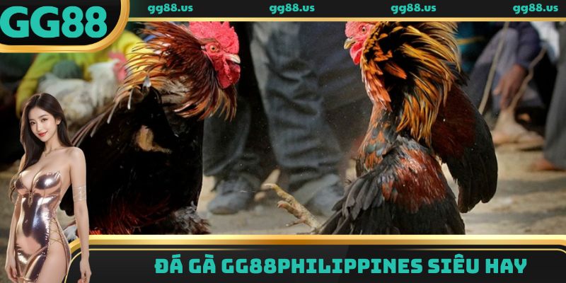 Đá gà GG88 Philippines siêu hay