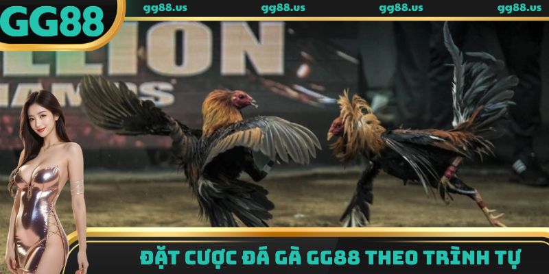 Đặt cược đá gà GG88 theo trình tự