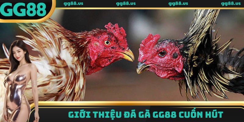 Giới thiệu đá gà GG88 cuốn hút